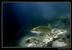A pike in the light ray ... great fun :-)) by Daniel Strub 